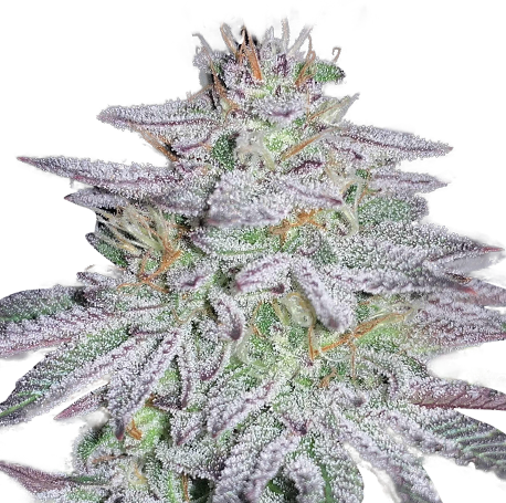 OG kush Autoflower