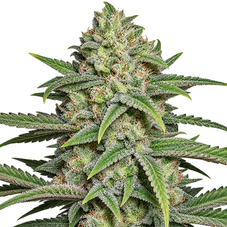 OG kush Autoflower