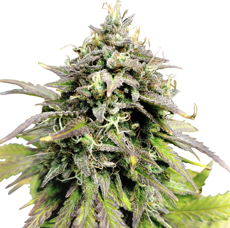 OG Kush Feminised