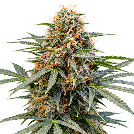 Orange Bud Feminised