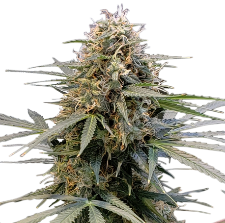 Orange Bud Feminised