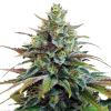 Pineapple Haze Feminised