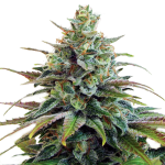 Pineapple Haze Feminised