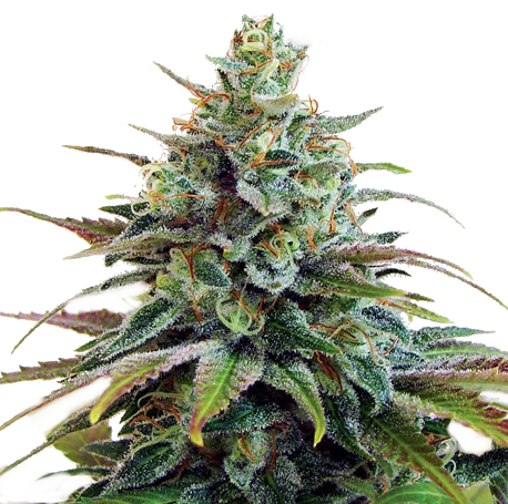 Pineapple Haze Feminised