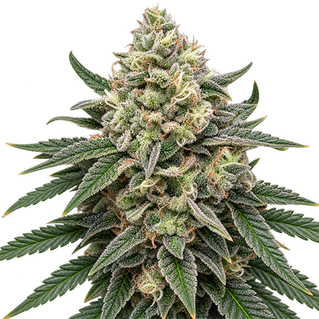 Pure Indica Feminised