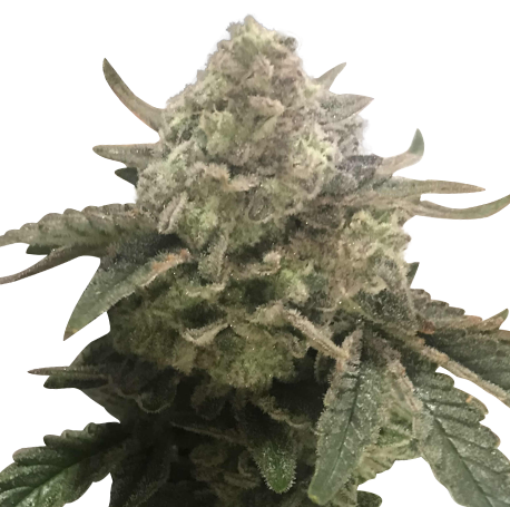 Pure Indica Feminised