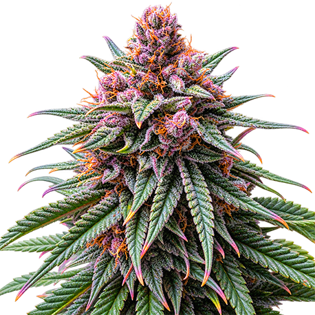 Purple Haze Feminised