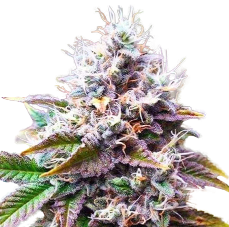 Purple Kush Autoflower