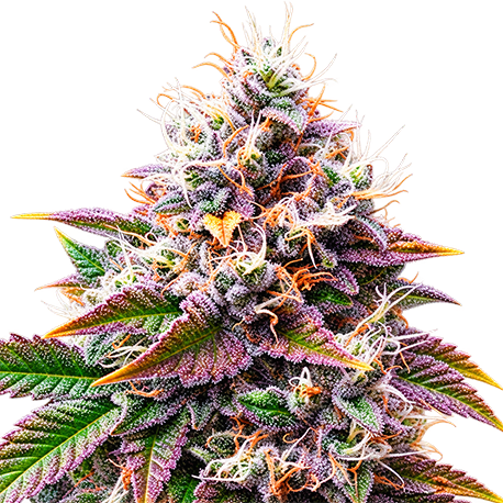 Purple Kush Autoflower