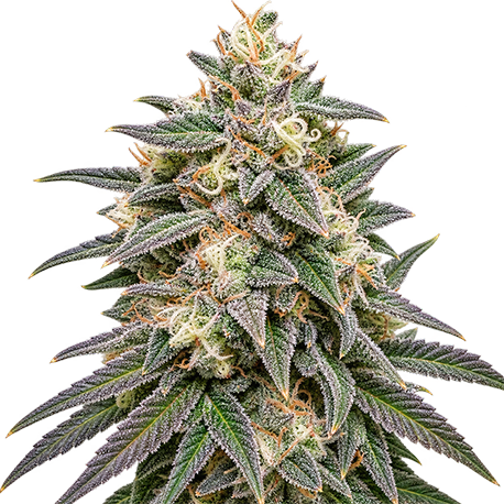 Purple Kush Feminised