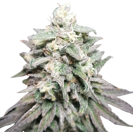 Purple Kush Feminised