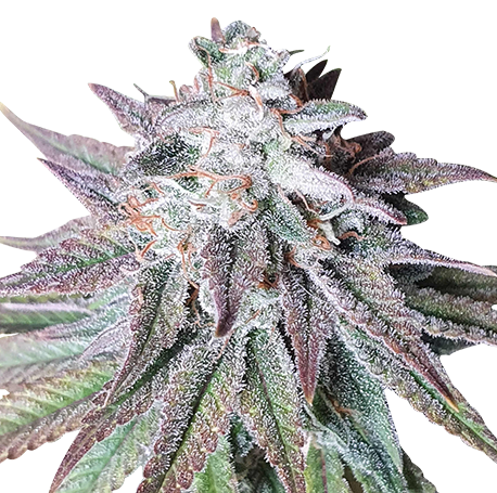 Skywalker OG Feminised