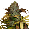 Sour Diesel Feminised
