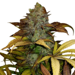 Sour Diesel Feminised