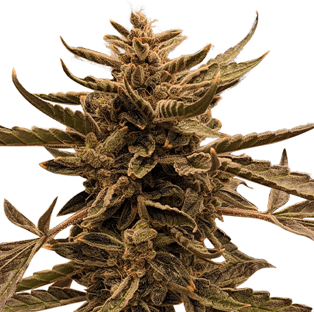 Sour Diesel Autoflower