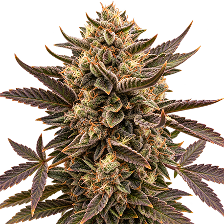 Sour Diesel Autoflower