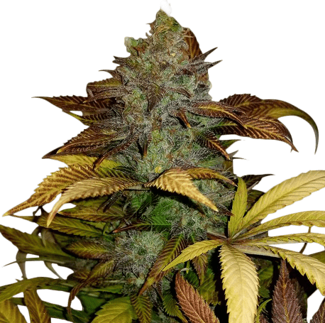 Sour Diesel Feminised