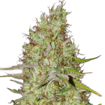 Strawberry Cough Feminised