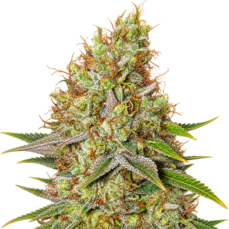 Strawberry Cough Feminised