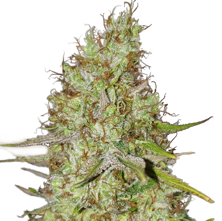 Strawberry Cough Feminised
