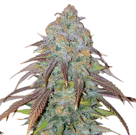 Strawberry Kush Feminised