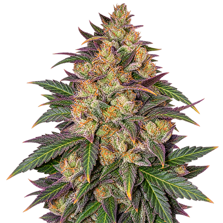 Sunset Sherbet Feminised