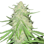 Super Silver Haze Feminised