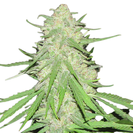 Super Silver Haze Feminised