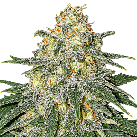 Super Skunk Autoflower