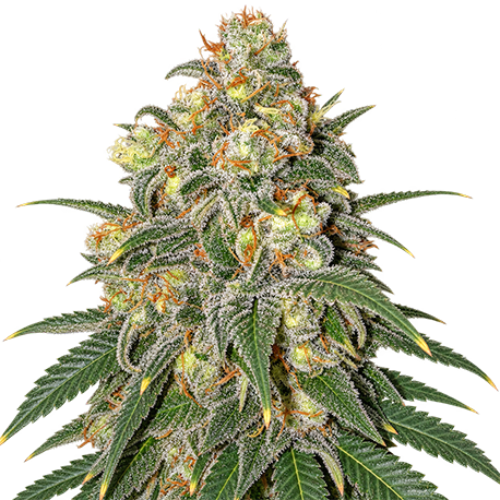 Super Skunk Feminised