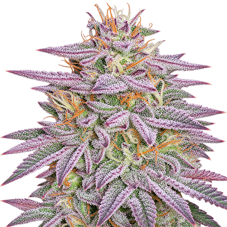 Wedding Cake Autoflower