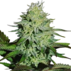 White Amnesia Feminised