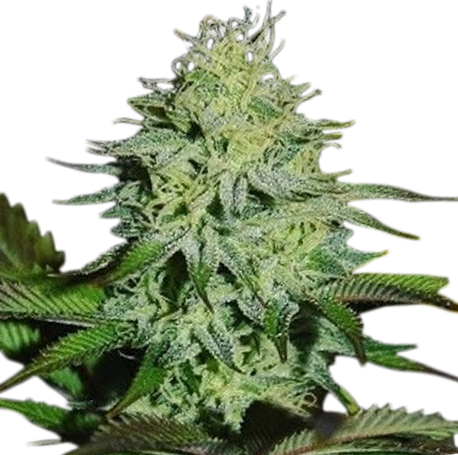 White Amnesia Feminised