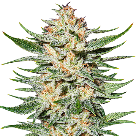 White Rhino Feminised