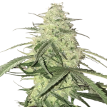 White Widow Feminised