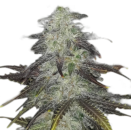 White Widow Autoflower cbd