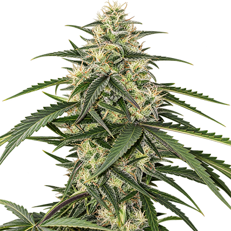White Widow Autoflower