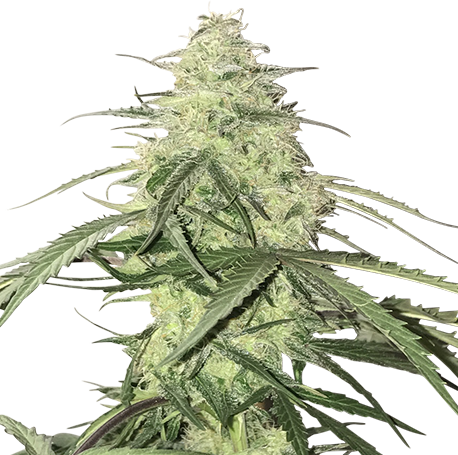 White Widow Autoflower
