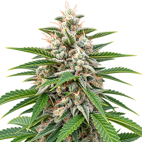 White Widow Autoflower cbd