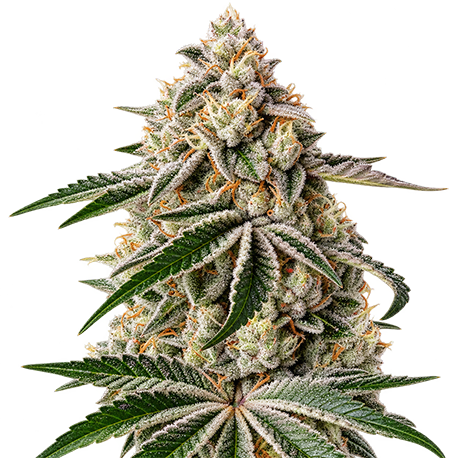 White Widow cbd