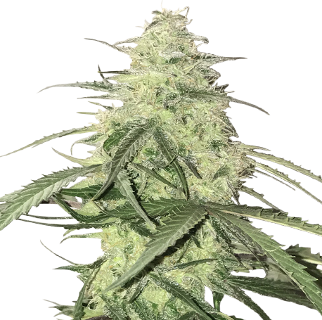 White Widow Feminised
