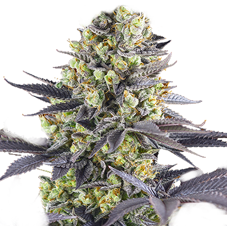 Zkittlez Feminised