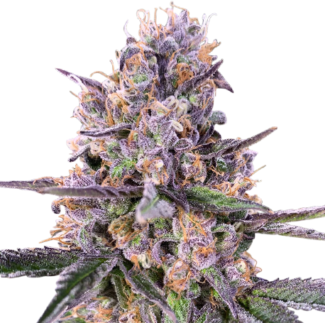 Zkittlez Autoflower