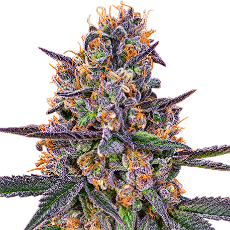 Zkittlez Autoflower