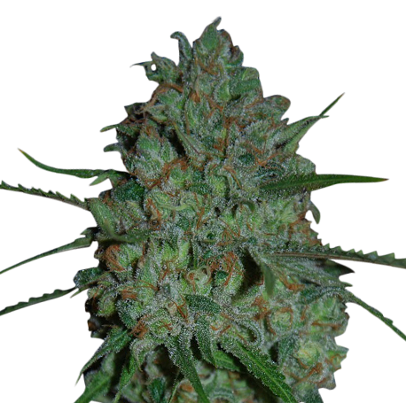 Afghan Skunk Feminised