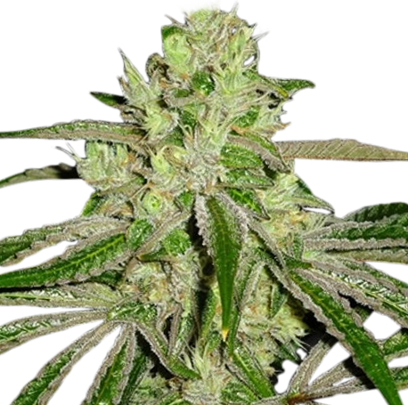 Afghan Autoflower