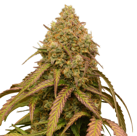 Bruce Banner Autoflower