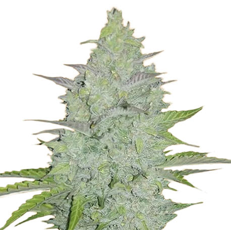 Cheese Autoflower