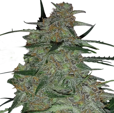 Chocolope Feminised
