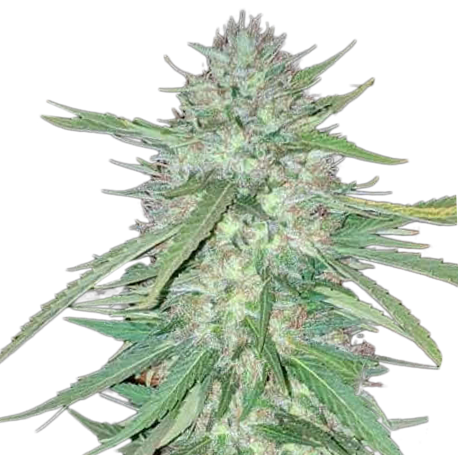 Chronic Widow Feminised